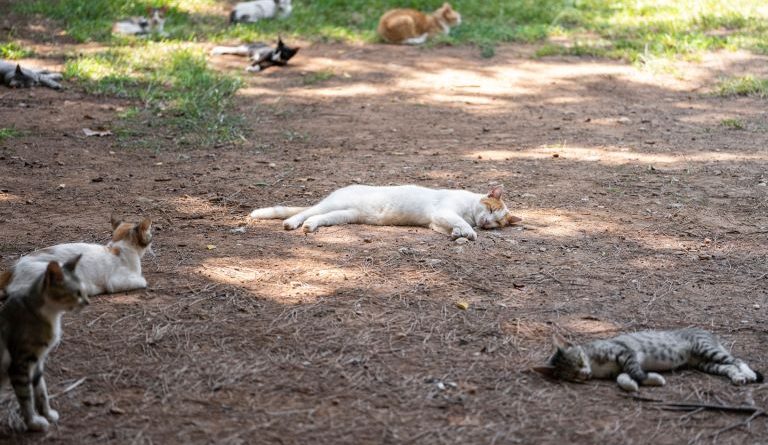 Colonie feline a Crotone: al via il censimento per tutelare gli animali e la salute pubblica