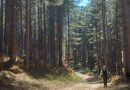 Sila, un viaggio nel tempo a passo lento: al via la sesta edizione delle Camminate dell’antica Sila