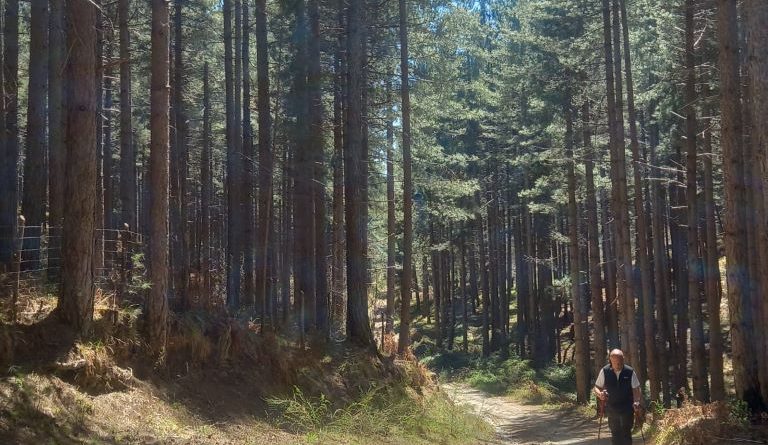 Sila, un viaggio nel tempo a passo lento: al via la sesta edizione delle Camminate dell’antica Sila