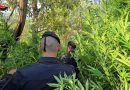 Rosarno, blitz dei Carabinieri nelle campagne: scoperta una piantagione con oltre 1.000 piante di marijuana, tre arresti