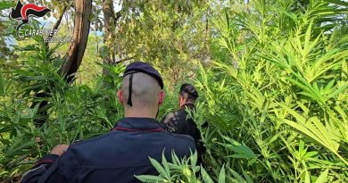 Rosarno, blitz dei Carabinieri nelle campagne: scoperta una piantagione con oltre 1.000 piante di marijuana, tre arresti