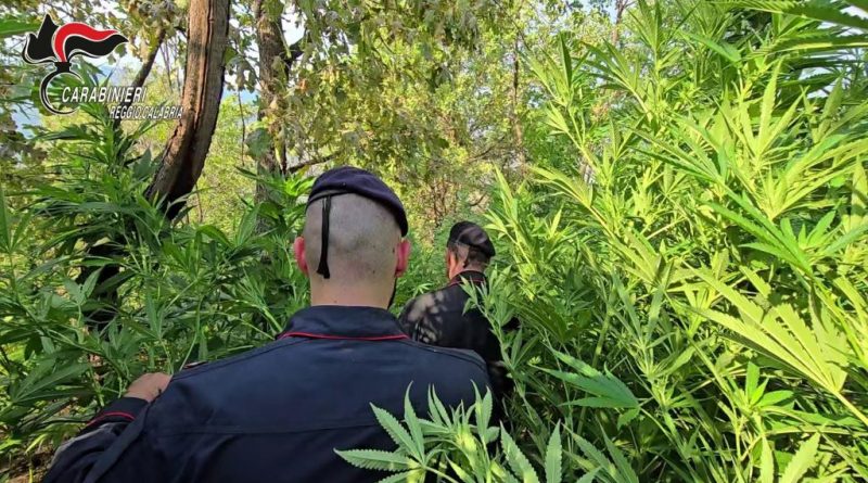 Rosarno, blitz dei Carabinieri nelle campagne: scoperta una piantagione con oltre 1.000 piante di marijuana, tre arresti