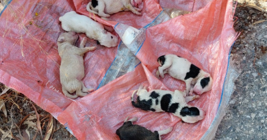 Orrore a Caulonia: sei cuccioli sepolti vivi in una busta, salvati in extremis dopo l’allarme dei passanti