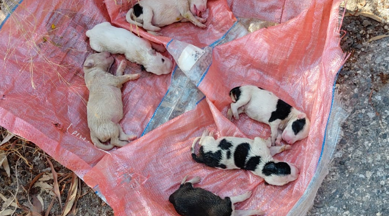 Orrore a Caulonia: sei cuccioli sepolti vivi in una busta, salvati in extremis dopo l’allarme dei passanti