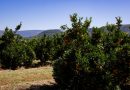 Agricoltura, nasce la “Rete degli Agrumi della Locride”: Caulonia capofila del nuovo patto per lo sviluppo territoriale