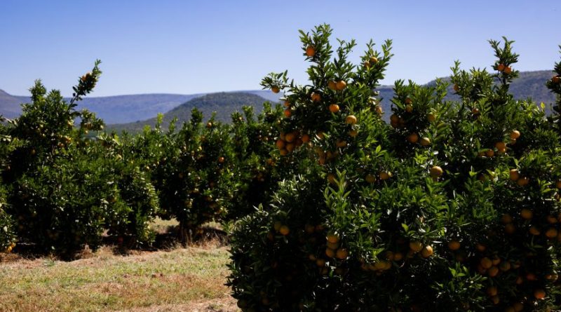 Agricoltura, nasce la “Rete degli Agrumi della Locride”: Caulonia capofila del nuovo patto per lo sviluppo territoriale
