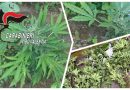 Blitz antidroga a Joppolo: scoperto a irrigare piantagione di cannabis su terreno demaniale, denunciato 38enne