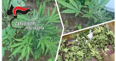 Blitz antidroga a Joppolo: scoperto a irrigare piantagione di cannabis su terreno demaniale, denunciato 38enne