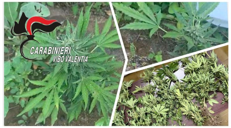 Blitz antidroga a Joppolo: scoperto a irrigare piantagione di cannabis su terreno demaniale, denunciato 38enne