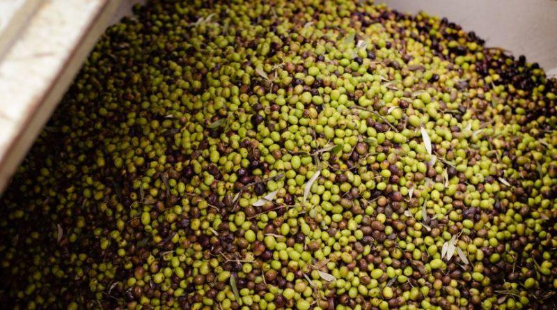 PNRR, l’agricoltura calabrese accelera: Arcea sblocca 2,4 milioni per frantoi e tecnologia