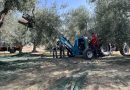 Calabria, l’olivicoltura del futuro riparte dalla terra: al via “Academy Olivo in Campo Calabria” tra innovazione e mercato