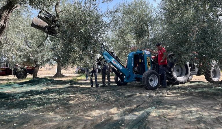 Calabria, l’olivicoltura del futuro riparte dalla terra: al via “Academy Olivo in Campo Calabria” tra innovazione e mercato