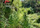 Sequestro di Piantagioni di Cannabis nel Vibonese: Operazioni dei Carabinieri