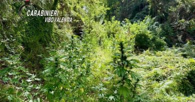 Sequestro di Piantagioni di Cannabis nel Vibonese: Operazioni dei Carabinieri