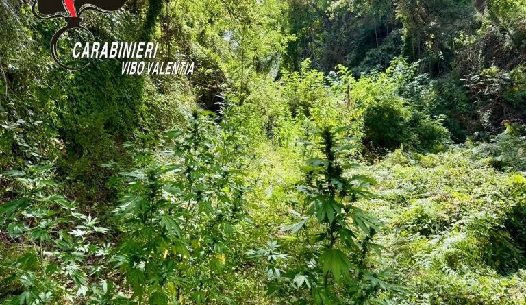 Sequestro di Piantagioni di Cannabis nel Vibonese: Operazioni dei Carabinieri