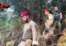 VIDEO – San Giovanni di Gerace, maxi sequestro nei boschi: scovata e distrutta piantagione da 550 piante di cannabis