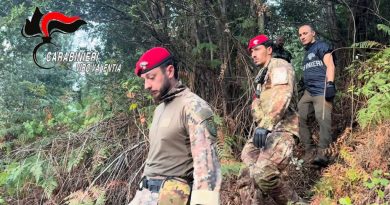 VIDEO – San Giovanni di Gerace, maxi sequestro nei boschi: scovata e distrutta piantagione da 550 piante di cannabis