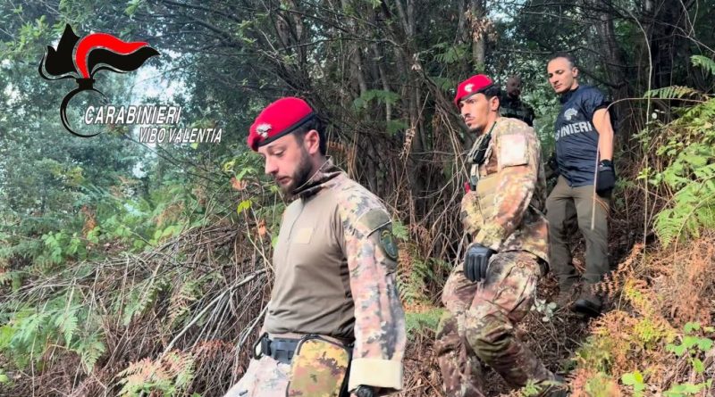 VIDEO – San Giovanni di Gerace, maxi sequestro nei boschi: scovata e distrutta piantagione da 550 piante di cannabis