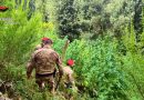 VIDEO – Droga in Aspromonte, scoperte cinque maxi piantagioni di marijuana: due arresti