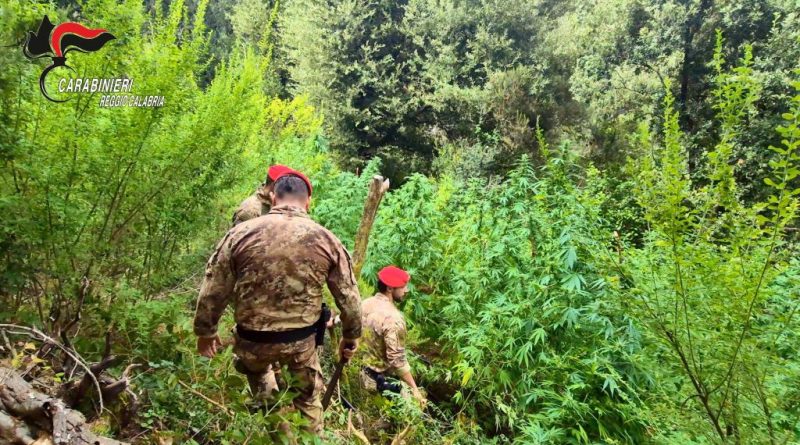 VIDEO – Droga in Aspromonte, scoperte cinque maxi piantagioni di marijuana: due arresti