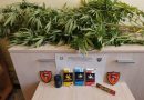 Coltivava marijuana sul balcone di casa: denunciato un 45enne a Petilia Policastro