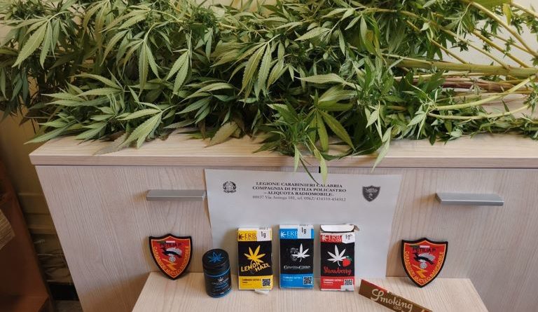 Coltivava marijuana sul balcone di casa: denunciato un 45enne a Petilia Policastro