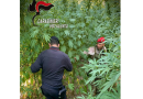 Nardodipace, scovata maxi piantagione di cannabis tra i boschi di Ragonà: 476 piante sequestrate dai Carabinieri