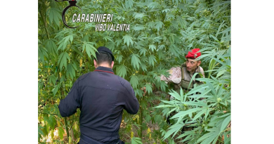 Nardodipace, scovata maxi piantagione di cannabis tra i boschi di Ragonà: 476 piante sequestrate dai Carabinieri