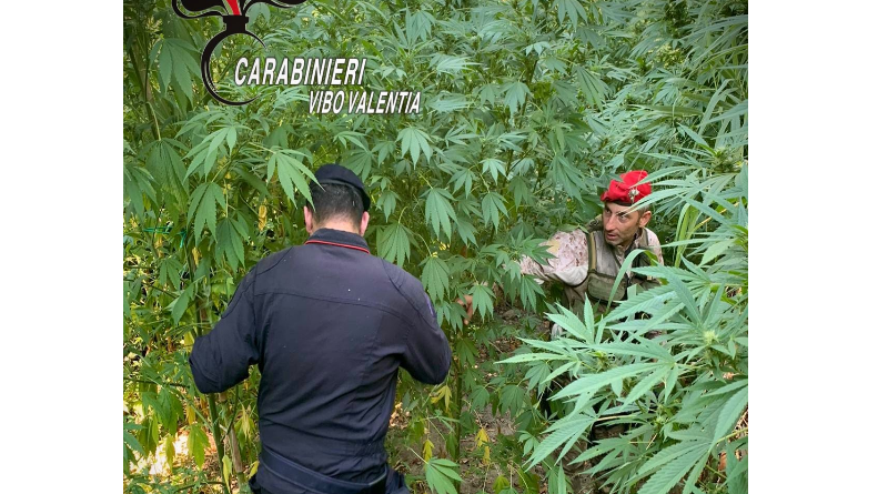 Nardodipace, scovata maxi piantagione di cannabis tra i boschi di Ragonà: 476 piante sequestrate dai Carabinieri
