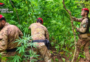 Gioiosa Ionica, maxi sequestro di marijuana tra i boschi delle Preserre: piante alte fino a quattro metri