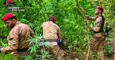 Gioiosa Ionica, maxi sequestro di marijuana tra i boschi delle Preserre: piante alte fino a quattro metri