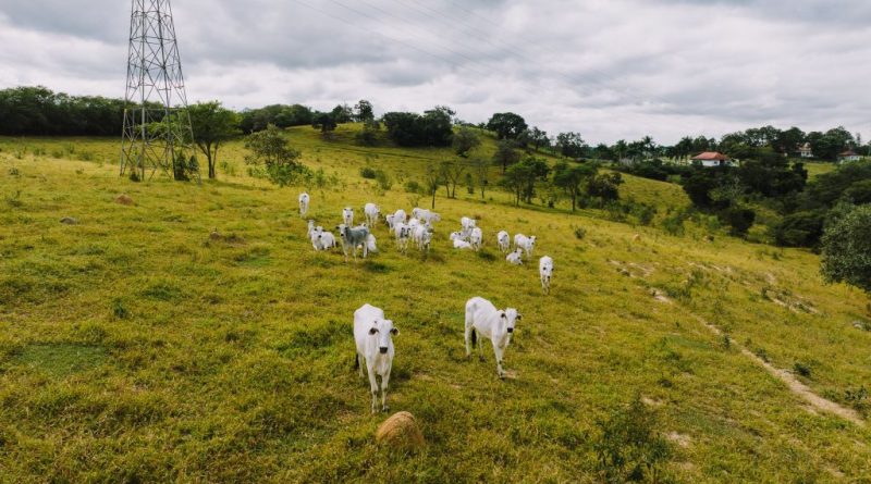 Stop UE alla carne brasiliana: scudo per gli allevatori calabresi e per la salute dei consumatori
