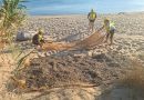 Isola Capo Rizzuto, la Posidonia rinasce con il progetto “Re.D.”: biostuoie e cuscini ecologici per salvare le dune