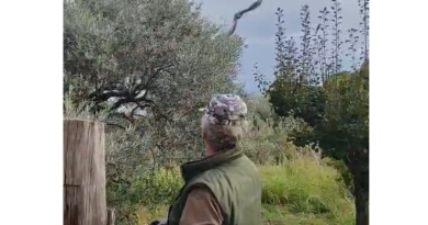 Salvato dalle erbacce e restituito al cielo: a Caulonia la  storia a lieto fine del falco liberato