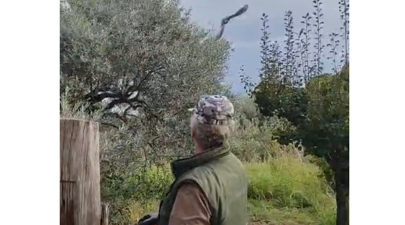 Salvato dalle erbacce e restituito al cielo: a Caulonia la  storia a lieto fine del falco liberato