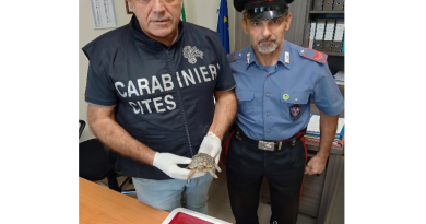 Pellaro, blitz dei Carabinieri: droga, armi e fauna protetta. Arrestato un giovane, sequestrata una pistola clandestina