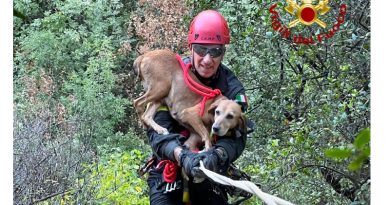 Cirò, cane da caccia bloccato in un dirupo: salvato dai Vigili del Fuoco di Crotone
