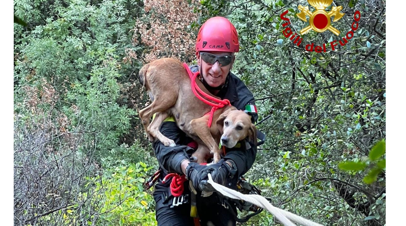 Cirò, cane da caccia bloccato in un dirupo: salvato dai Vigili del Fuoco di Crotone